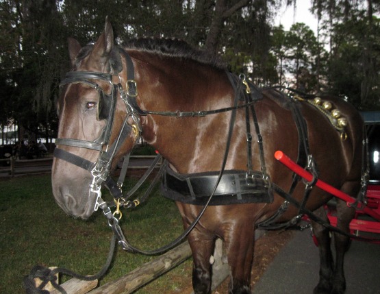 Fort Wilderness Horse