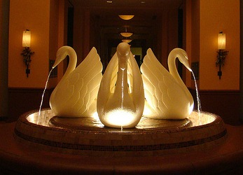 The Swan by Darren Wittko