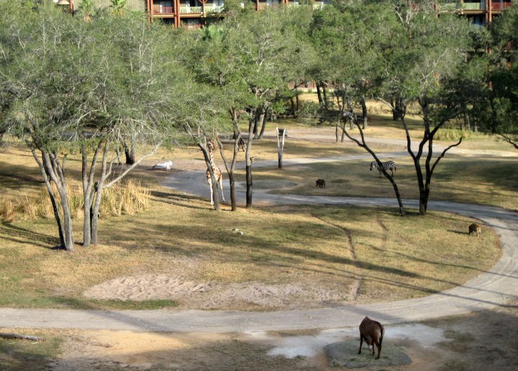 Animal Kingdom Lodge Savannah