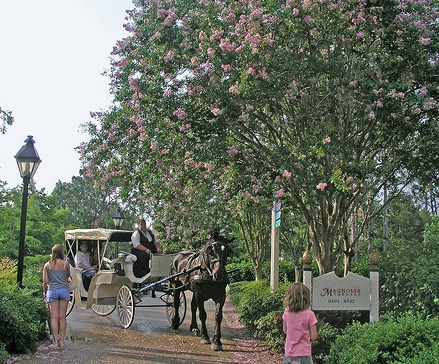 Horse drawn carriage by rickpilot_2000